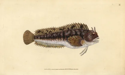 Tompot-snotolf, Parablennius gattorugine. Handgekleurde kopergravure getekend en gegraveerd door Edward Donovan uit zijn Natural History of British Fishes, Donovan en F.C. en J. Rivington, Londen