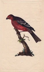 Haakbek. Pinicola enucleator (Loxia enucleator). Kopergravure door Edward Donovan (1768-1837), gepubliceerd in Histoire naturelle des oiseaux britanniques, Londen