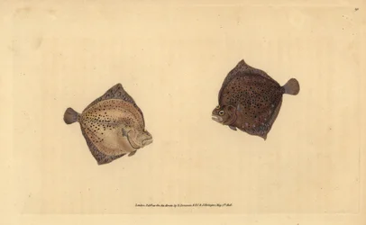 Tarbot, Scophthalmus maximus (Cyclops bot, Pleuronectes cyclops). Handgekleurde koperplaat getekend en gegraveerd door Edward Donovan uit zijn Natural History of British Fishes, Donovan en F.C. en J. Rivington, Londen