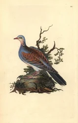 Tortelduif, Streptopelia turtur. Handgekleurde kopergravure getekend en gegraveerd door Edward Donovan uit zijn Natural History of British Birds (1794-1819)