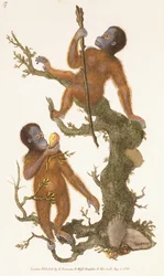 Twee Primaten op een Boom, 1823