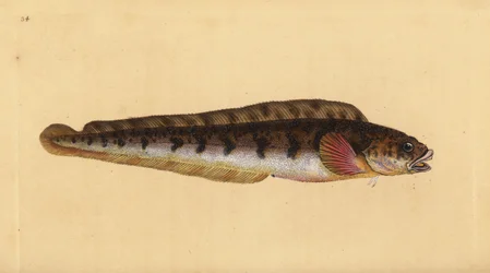 Levendbarende puitaal, Zoarces viviparus