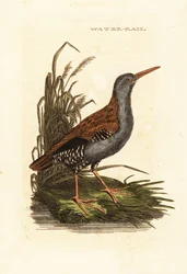 Waterral, Rallus aquaticus