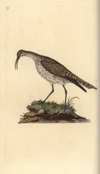 Regenwulp, Numenius phaeopus. Handgekleurde kopergravure getekend en gegraveerd door Edward Donovan uit zijn Natural History of British Birds, Londen