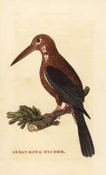 Witkeelijsvogel, Halcyon smyrnensis