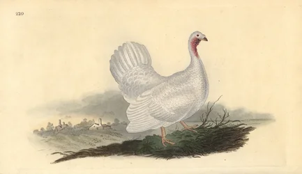 Witte kalkoen, Melagris gallopavo (variant). Handgekleurde koperplaat getekend en gegraveerd door Edward Donovan uit zijn eigen “Natural History of British Birds,” Londen