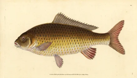 Wilde gewone karper, Cyprinus carpio. Kwetsbaar. Handgekleurde kopergravure getekend en gegraveerd door Edward Donovan uit zijn Natural History of British Fishes, Donovan en F.C. en J. Rivington, Londen