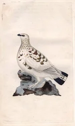 Wilgensneeuwhoen. Lagopus lagopus (Tetrao lagopus). Kopergravure van Edward Donovan (1768-1837), gepubliceerd in Natuurlijke historie van Britse vogels, Londen