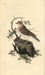 Boomleeuwerik, Lullula arborea. Handgekleurde koperplaat getekend en gegraveerd door Edward Donovan uit zijn eigen Natural History of British Birds, Londen