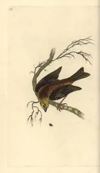 Geelgors, Emberiza citrinella