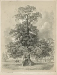 Iep in Hyde Park, Londen