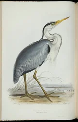 Gewone Reiger, uit 