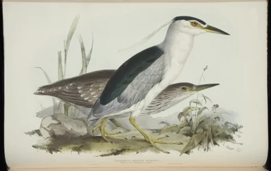 Kwak, uit 