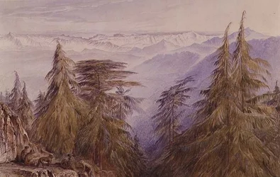 Apen op een rots bij Simla, Noord-India