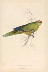 Platycercus Pacificus / Pacifische parkiet (plaat 26)