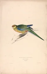 Platycercus Stanley II / Stanley-parkiet (jong mannetje) (plaat 24)