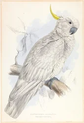 Plyctolophus Galeritus. Grote geelkuifkaketoe.