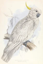 Plyctolophus galeritus. Grote geelkuifkaketoe.
