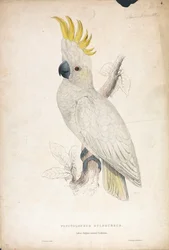 Plyctolophus sulphureus / Kleine geelkuifkaketoe (Plaat 4)