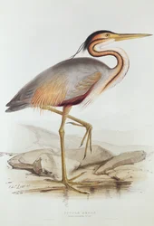 Purperreiger