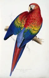 Rode en Gele Ara (Macrocercus aracanga), uit Illustrations of the Family of Psittacida, or Parrots, uitgegeven 1832