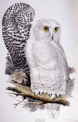 Sneeuwuil