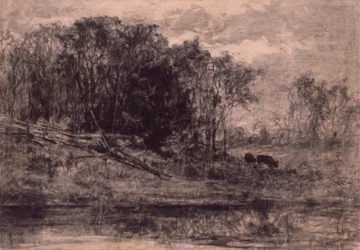 Koeien in het bos