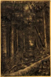 Landschap met pad door bos