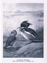 Roodborstzaagbek, Natuur in Groot-Brittannië uitgegeven door Collins, 1946