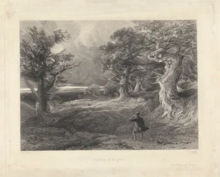 Buitenkant van het bos