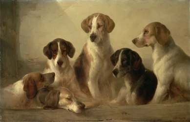 Honden