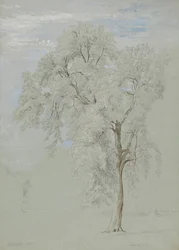 Esdoorn