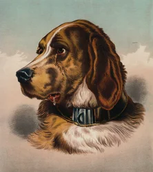 De Bloedhond (?)