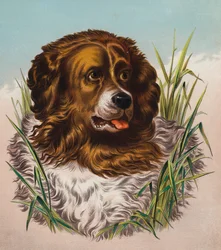 De Newfoundland