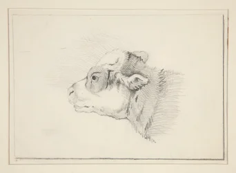 Schets van een schaap