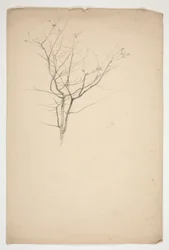 Schets van ontluikende boomtakken