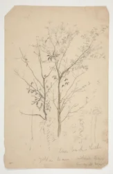 Schets van twee bomen