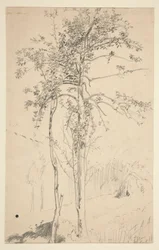 Studie van twee bomen