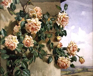 Rozen op een Muur