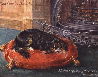 King Charles Spaniel in Rust