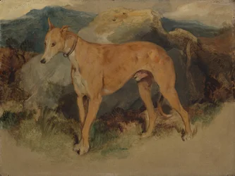 Een Deerhound