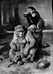 Het zieke aapje, 1875, 1912