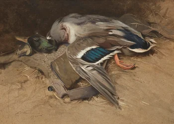 Wilde eend drake