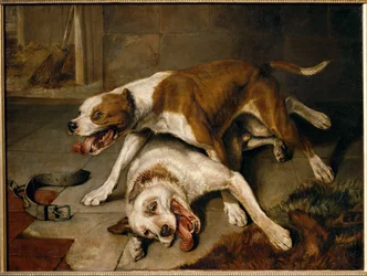 Chiens se battant, reprenant leur souffle - vechtende honden pauzeren voor adem ...