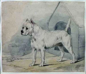 Hond buiten een kennel
