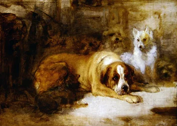 Studie van Honden