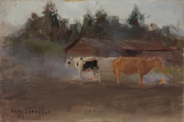 Koeien in turfrook, studie