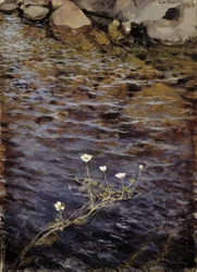 Waterranonkel