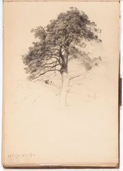 Top van een den, pagina uit Järnefelts schetsboek