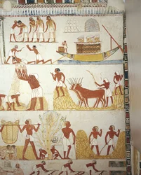 Egypte, Thebe, Luxor, Sheikh 